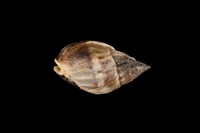 藏品(織紋螺)的圖片